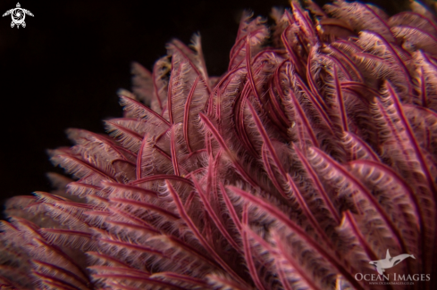 A Feather Duster Tubeworm