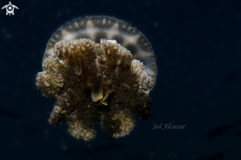 A jellyfish