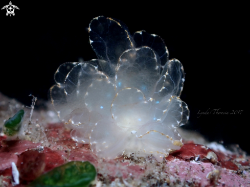 A Cyerce elegans | Butterfly Nudi