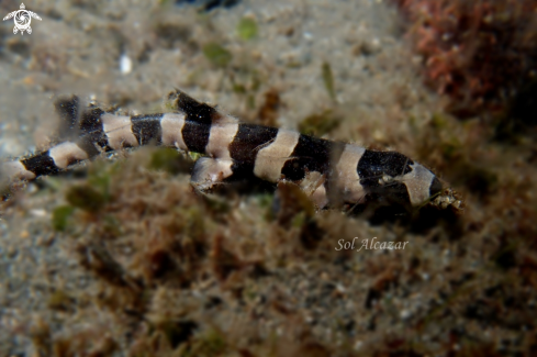 A bamboo shark