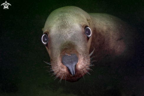 A Steller Sea Lion