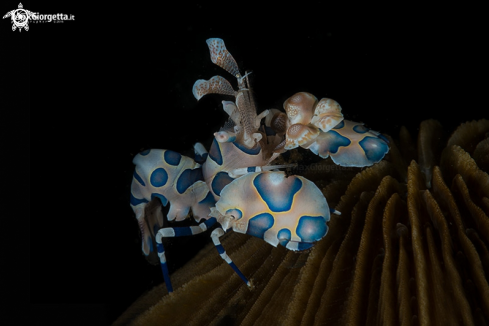 A arlequin shrimp