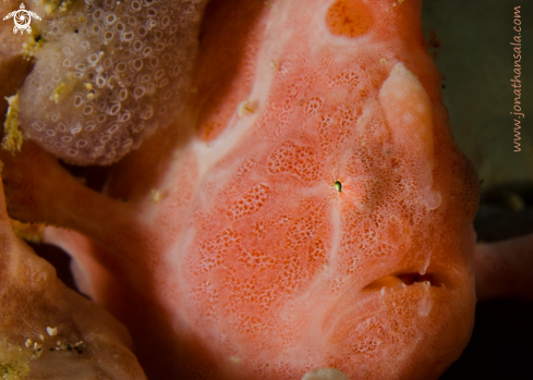 A Frogfish