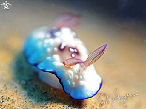 A Goniobranchus hintuanensis | nudibranch