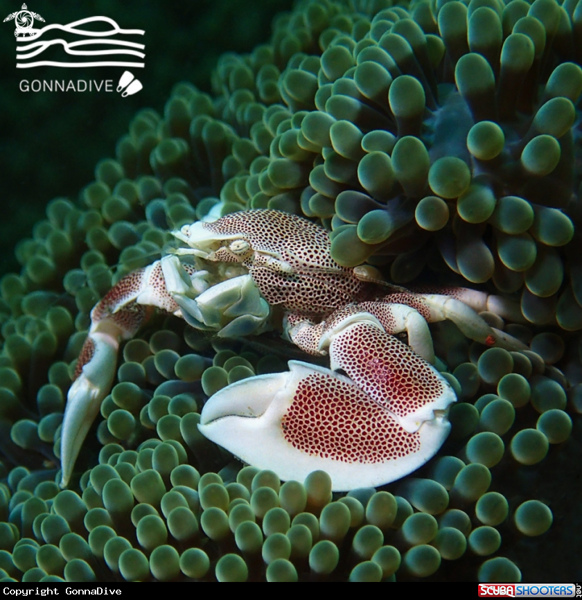 A Porcelain anemone crab
