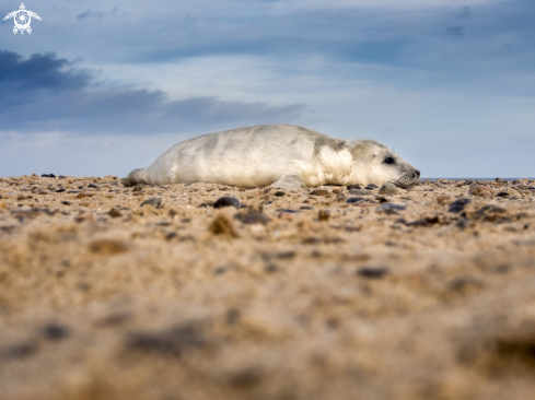 A Halichoerus grypus | Grey Seal (pup)