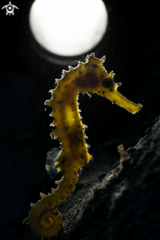 A Seahorse