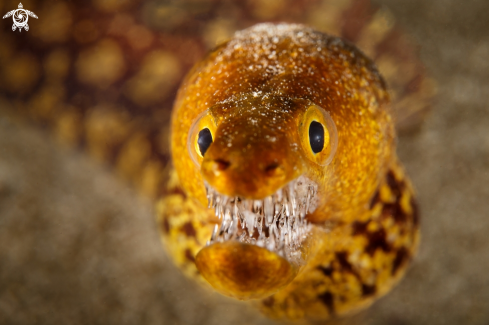 A Fangtooth moray