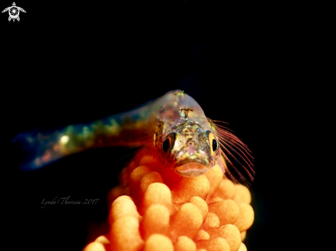 A Bryaninops loki | Whip Goby