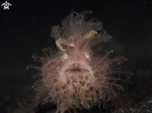 A Antennariidae | Hairy Frogfish 