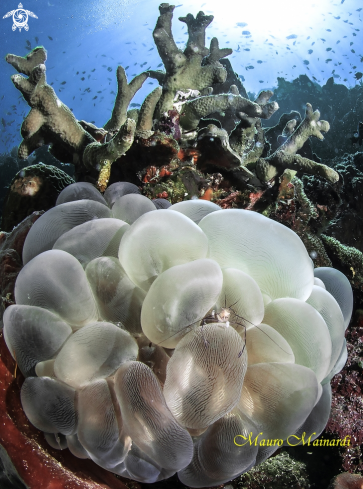 A Coral bubble shrimp