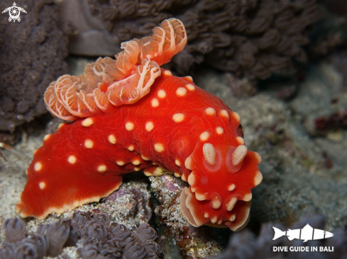 A Strawberry nudibranch