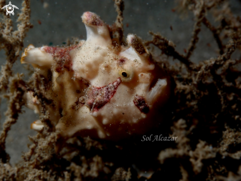 A warty frogfish