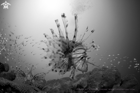 A Pterois antennata | Lion