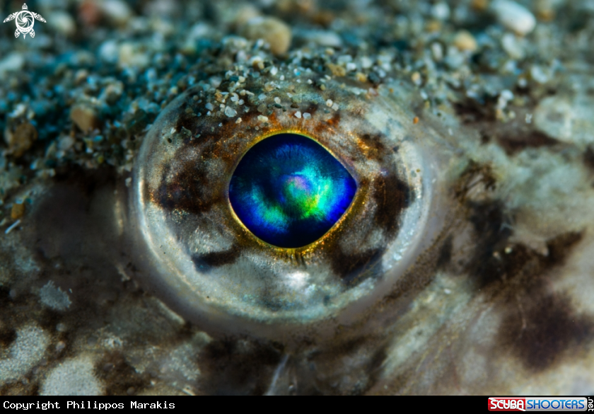 A (fish)eye macro shot