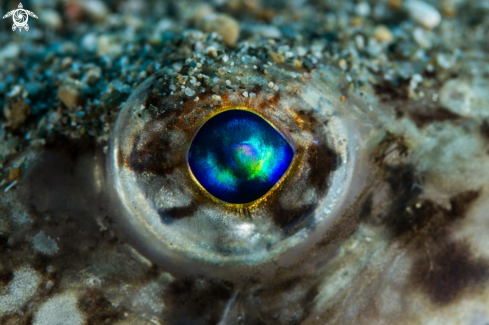 A (fish)eye macro shot
