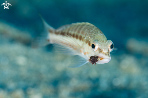 A Parasite on a fish looks like food