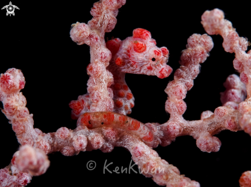 A Pygmy Seahorse