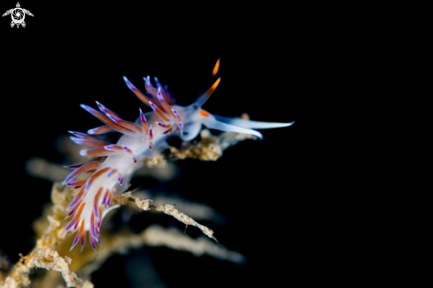 A Nudibranch