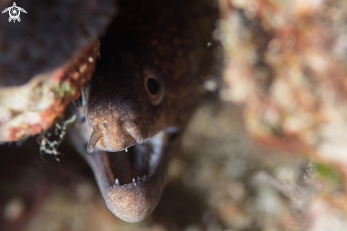 A Moray eel