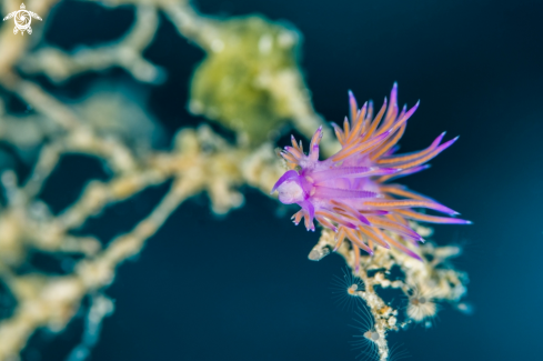 A Flabellina affinis | Nudibranch