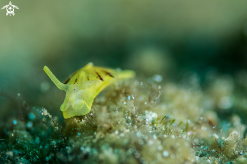 A Nudibranch