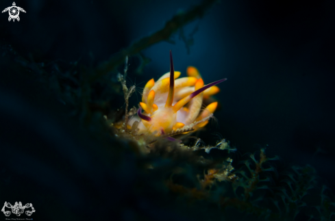 A Nudibranch