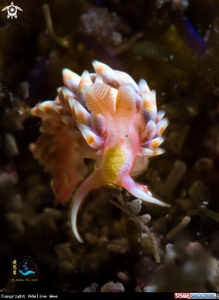 A Gaudy nudibranch