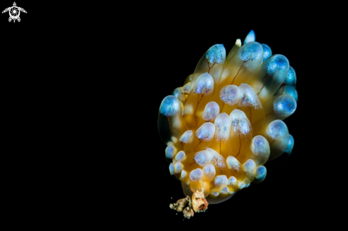 A Janolus cristatus | Nudibranch