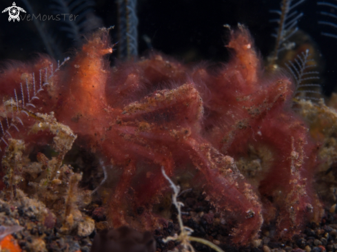 A Achaeus japonicus | Orang Utan Crab