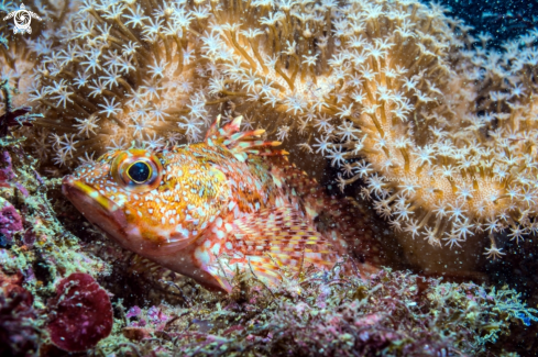 A Marbled rockfish