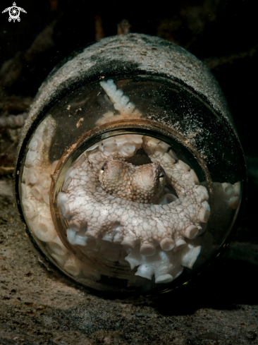 A Coconut Octopus