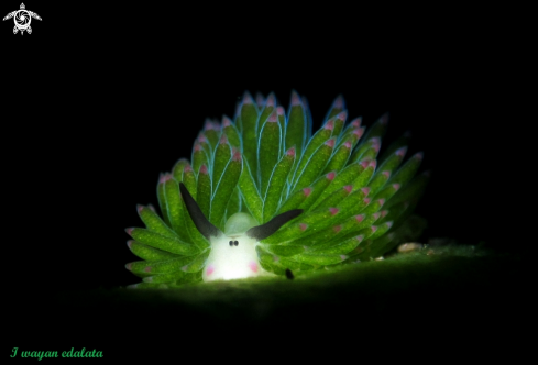 A Costasiella sp | Costasiella sp