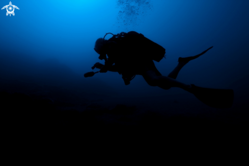 A Diver 