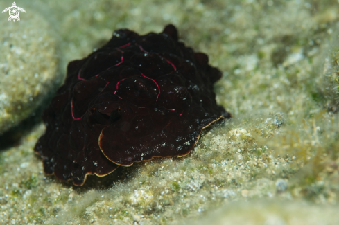 A Pleurobranchus testudinarius | Nudibranch