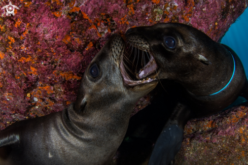 A Zalophus californianus | Cachorros jugando