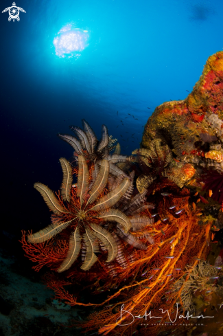 A Crinoid