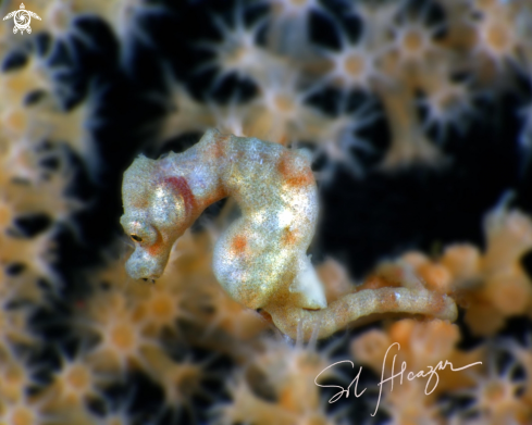 A denise pygmy seahorse