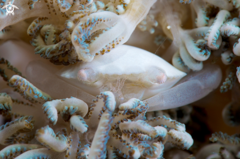 A Xenia Coral Crab