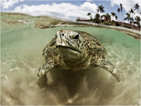 A Green turtle