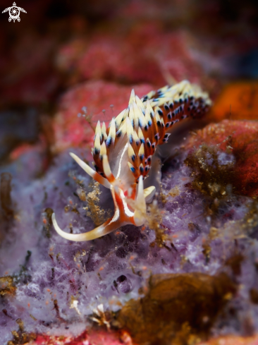 A Caloria indica | Nudibranch