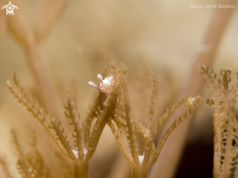 A Nudibranch