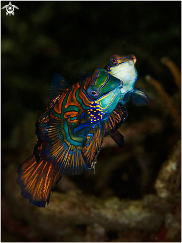 A Mandarin fish