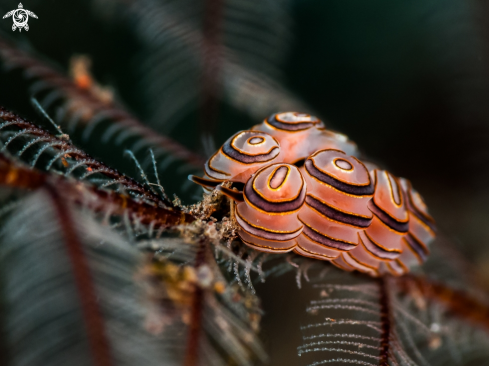 A Nudi