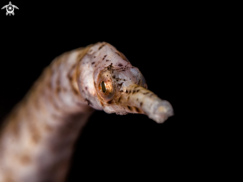 A Pipefish