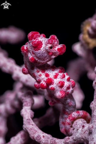 A Pygmy Seahorse