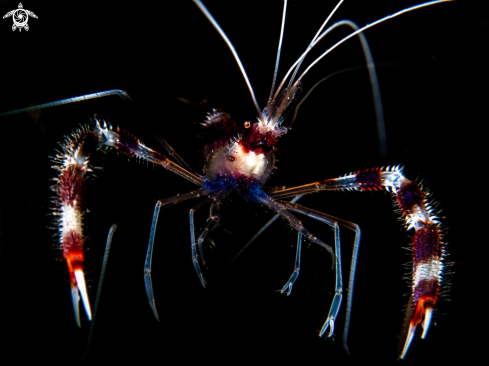 A Banded Shrimp