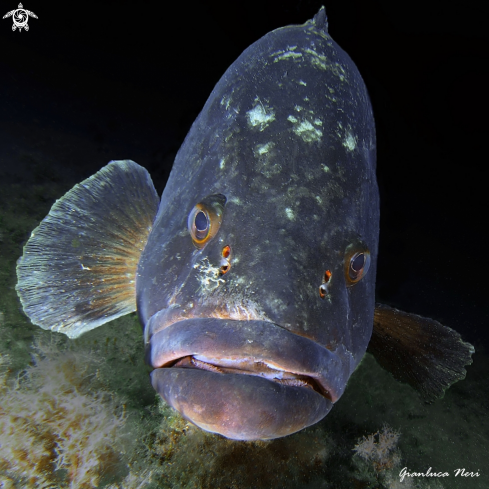 A Epinephelus marginatus | Cernia bruna