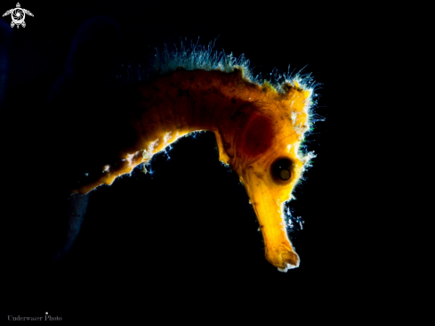 A Hippocampus thorny seahorse | Common seahorse