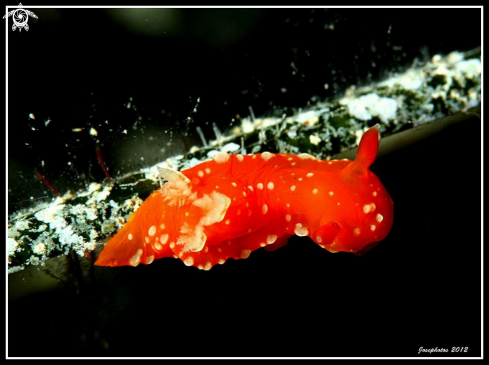 A nudi branch